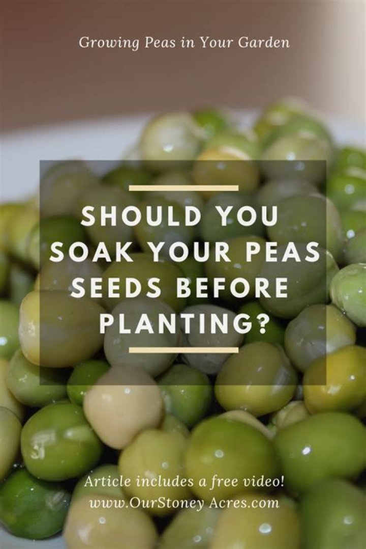 FAQ: Do pea seeds need to be soaked before planting?